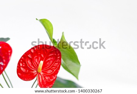 red anthurium flower on a white background.