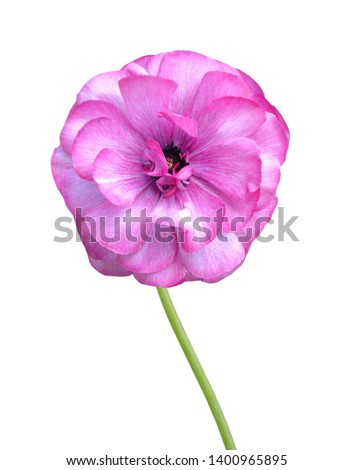pink flowers isolated on white. Buttercup 'Ranunculus' 