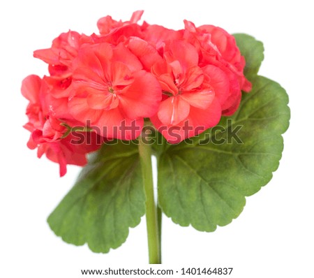 The red bloom from a geranium with leaves isolated on white background