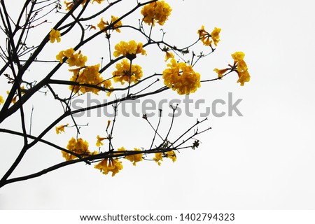 Tabebuia chrysantha Nichols yellow blooming tree in the garden on the white sky photo