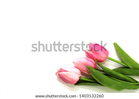 Three flowers on a white background. Pink tulips on white. Ready template for postcards. Place for text.