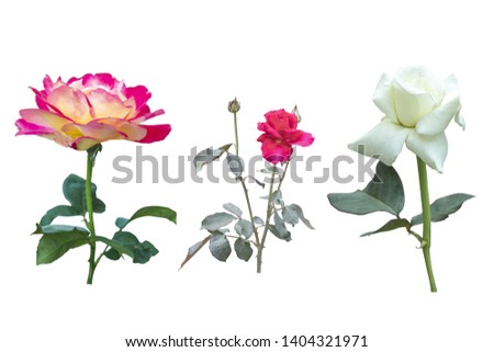 Blurred for Background.Beautiful rose isolated on the white background. Photo with clipping path.path.