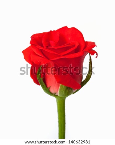 Beautiful red rose for valentine day.