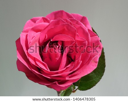 Rose on a gray background in the sunlight.