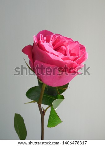 Rose on a gray background in the sunlight.