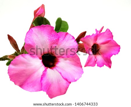 Tropical pink Adenium flower,Adenium multiflorum, Desert Rose,Impala Lily on white background .Selective focus  pink azalea flower isolated.