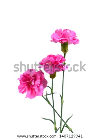A pink carnation flowers blooming on white