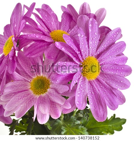 beautiful bouquet of pink chrysanthemum flower daisy close up isolated on white background