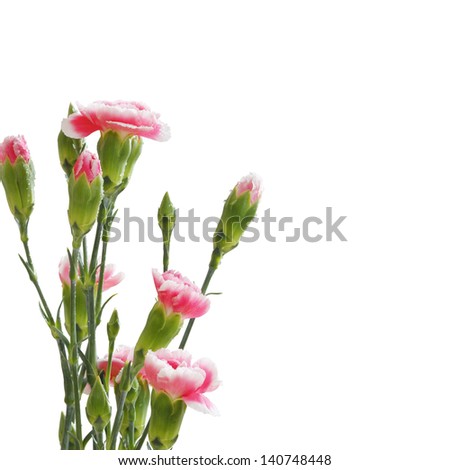 Colored  Flowers Isolated on White Background