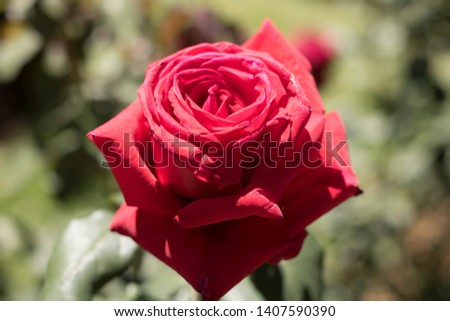 Close up of Asian red rose in the natural garden.