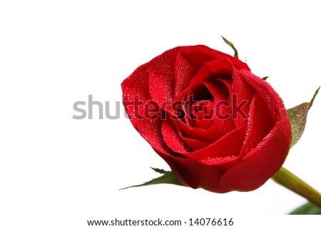 Red rose with water drops on white background