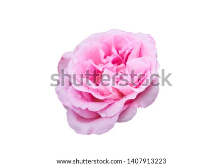 one pink rose flower head isolated on white background cutout