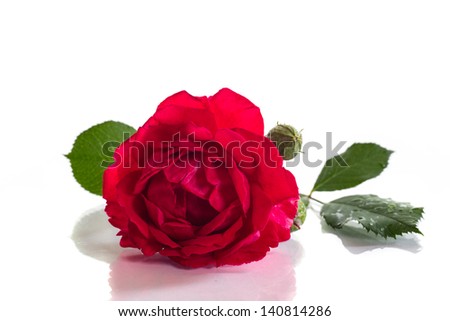 beautiful red  rose on a white background