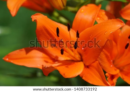 Close up view of large blooming Asiatic Lilies during spring season