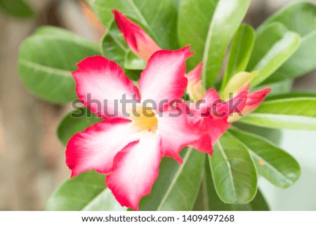 tree or Impala lily beautiful red adenium