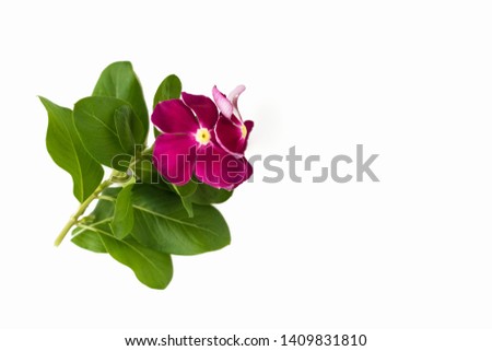 Pink red flower and green leaf floral on the white background, isolate flower and leaf from garden beautiful floral