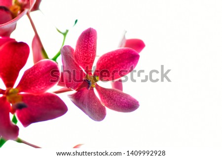 Beautiful red Flowers Close-up ( orchids) soft effect, shallow dept of field. idea use as background.