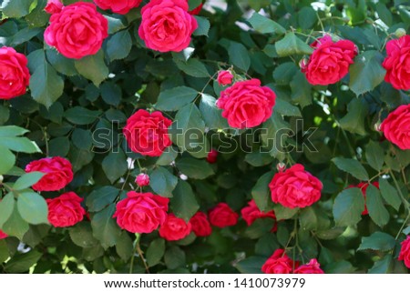 summer season beautiful red rose 