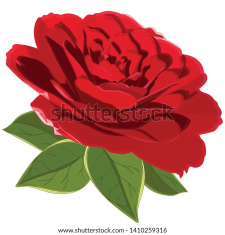  bright beautiful red Camellia flower with green leaves isolated on white background