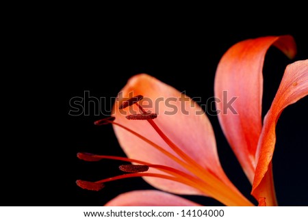 Close up of a Lily against a black background