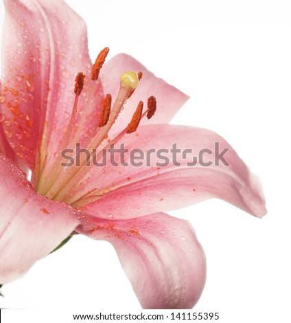 Beautiful Lily flower over white