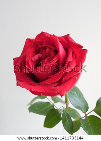 Red rose on a white background.