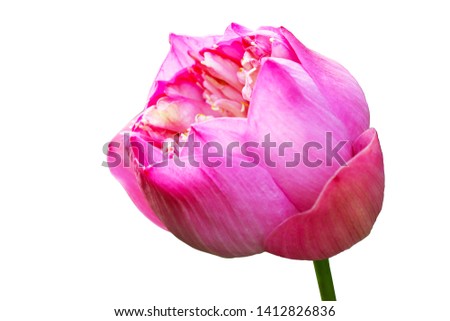 Pink lotus  flower  isolated  on white background  texture, Beauty bloom spring  Representative of peace and meditation close up