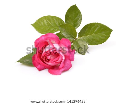Beautiful rose with leaves isolated on white