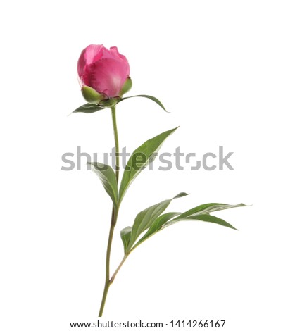 Bright peony on white background. Beautiful spring flower
