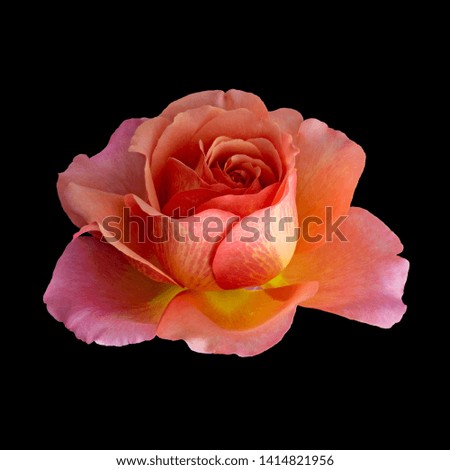 isolated orange pink yellow rose blossom macro on black background, bright colored fine art still life image of a single isolated bloom with detailed texture and water droplets