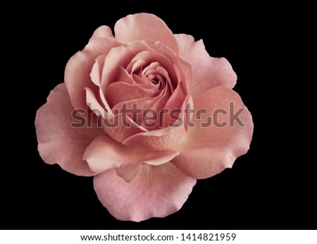 macro of a single isolated pastel pink rose blossom, black background, in fine art still life vintage painting style