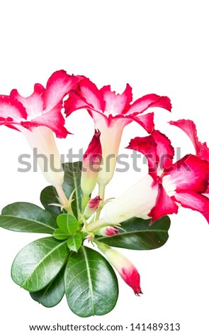 adenium with pink flowers in the morning