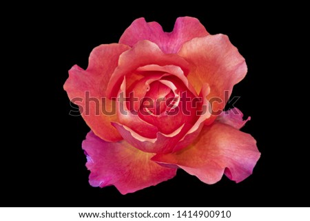 top view macro of an orange violet rose blossom on black background, bright colored fine art still life image of a single isolated bloom with detailed texture and droplets