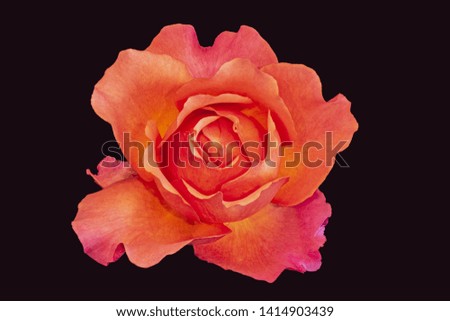 top view macro of an orange pink rose blossom on black background, bright colored fine art still life image of a single isolated bloom with detailed texture and droplets