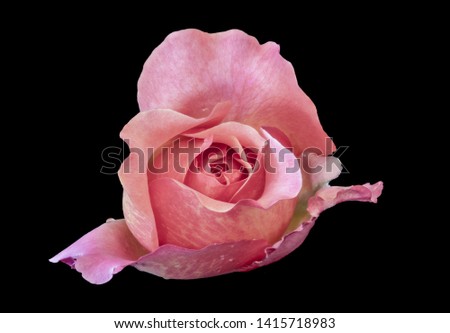 top view macro of a pastel pink rose blossom on black background, bright colored fine art still life image of a single isolated bloom with detailed texture and droplets