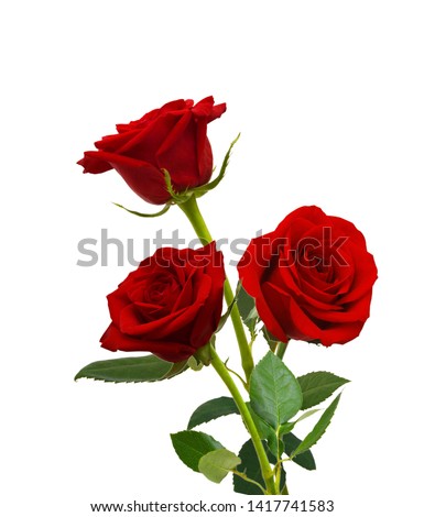 Three red rose flowers isolated on white background 