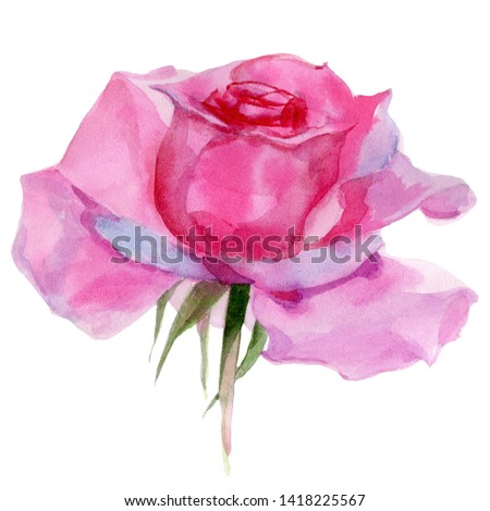 Pink rose. Watercolor Illustration. Isolated