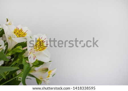 White alstroemeria on a white concrete background 