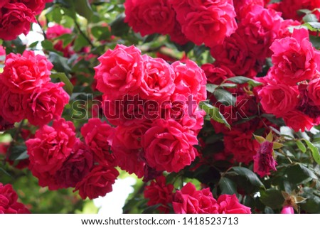               shrub red roses blooms and shimmers in the sun
                 