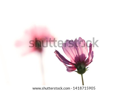 Cosmos flowers sepia color beautiful on isolated background