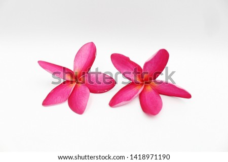 Two Pink Frangipani isolated on White 