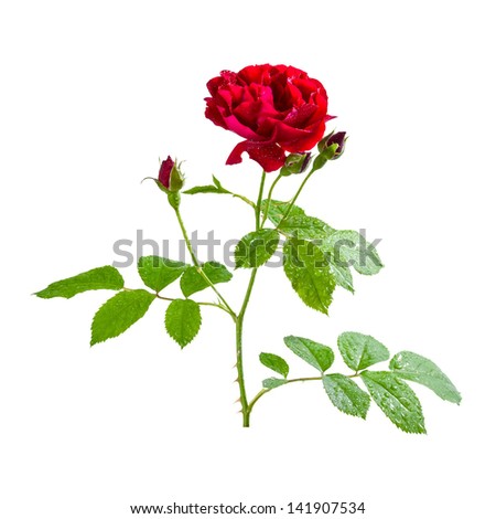 Red rose flowers with bud on branch, isolated on white background