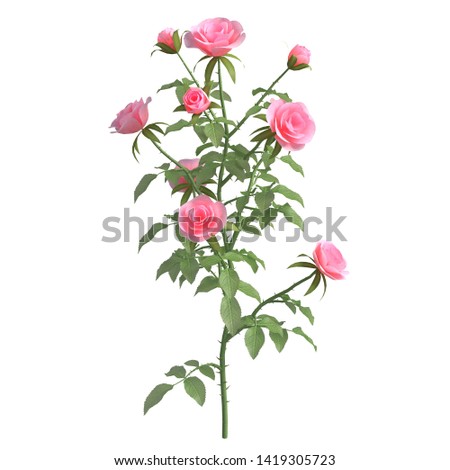 Rose bush 3d illustration isolated on the white background