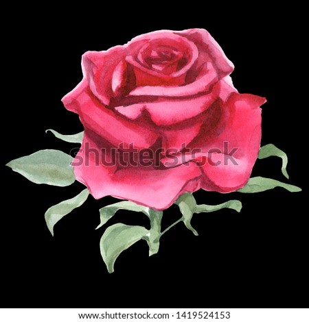 Red rose. Watercolor Illustration. Isolated