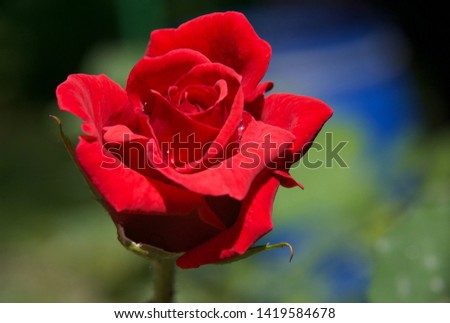 Red rose in the garden 