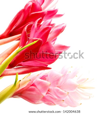 Colorful flower, Red Ginger or Ostrich Plume (Alpinia purpurata), in red and pink form, isolated on a white background