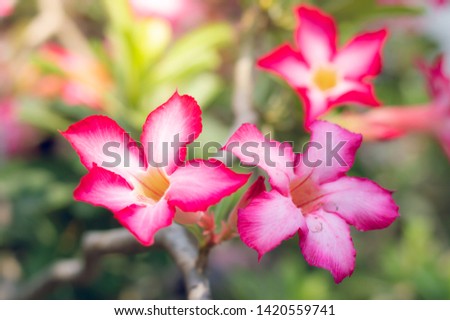 Pink bignonia flowers or Adenium flower,Adenium multiflorum, Pink Desert Rose on tree .beautiful pink azalea or Impala Lily  flower in garden. Fresh pink flower for background