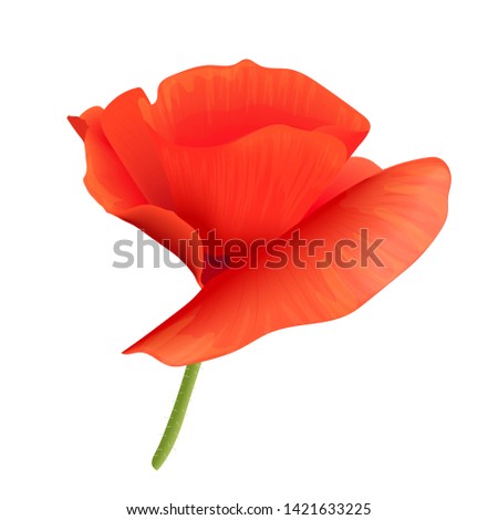 Bright red poppy flower isolated. Pink petals and green stem. Vector illustration. Papaveroideae. Papaver somniferum. Floral realistic elements in for cards, invitation, decoration design.