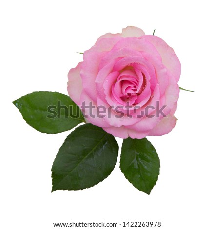 Pink rose with water drops isolated on white background.