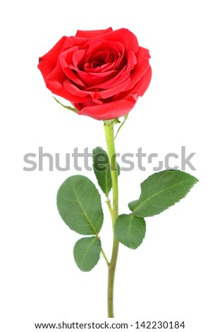 A greeting red rose on white
